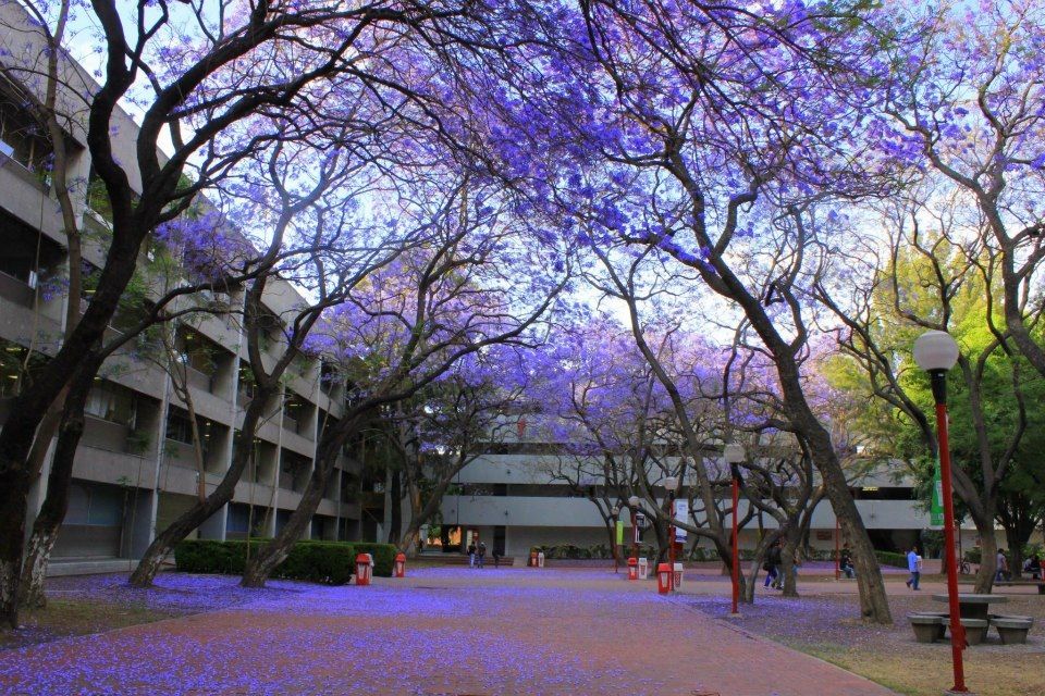 uam_1